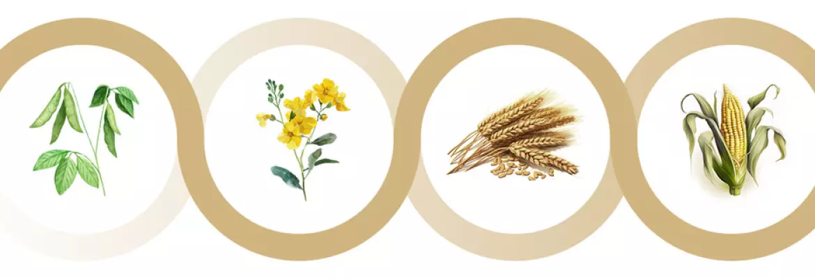 4 crop rotation example with pea, rapeseed, wheat and maize