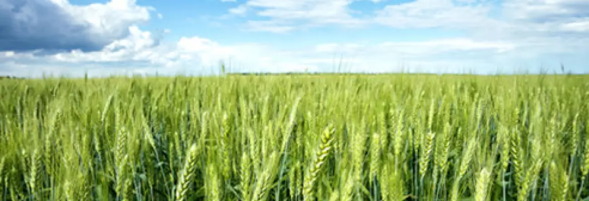 Wheat used as part of a crop rotation plan