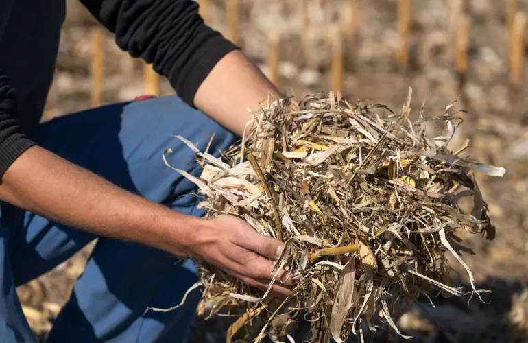 example of mulched maize