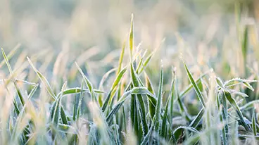 Rye during frost