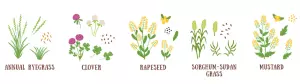 annual ryegrass, clover, rape, sorghum-sudan and mustard cover crops