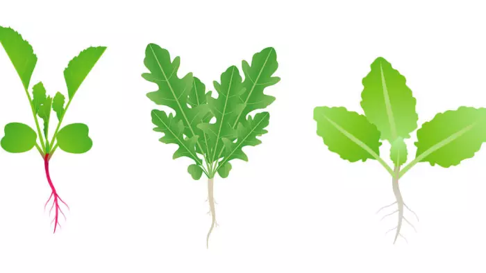 crucifers intermediate crops radish rocket arugula cabbage for crop rotation