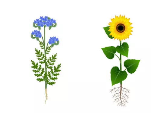 other families used as nitrate-fixing intermediate crops for crop rotation